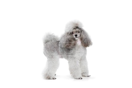 Photo for Portrait of adorable purebred grey colored poodle posing, calmly standing isolated over white studio background. Concept of domestic animals, care, companion, vet, motion, action, pets love. - Royalty Free Image