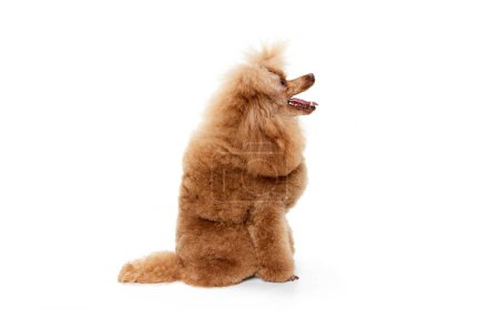 Photo for Portrait of cute purebred poodle posing, calmly sitting and looking isolated over white studio background. Concept of domestic animals, care, companion, vet, motion, action, pets love. - Royalty Free Image