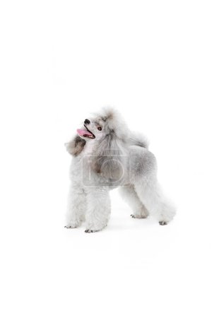 Photo for Portrait of cute, cheerful purebred poodle posing, looking upwards isolated over white studio background. Concept of domestic animals, care, companion, vet, motion, action, pets love. - Royalty Free Image