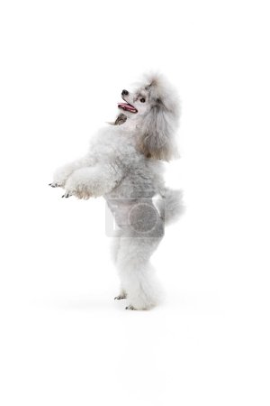 Photo for Portrait of cute purebred poodle posing, standing on hind legs isolated over white studio background. Follow commands. Concept of domestic animals, care, companion, vet, motion, action, pets love. - Royalty Free Image