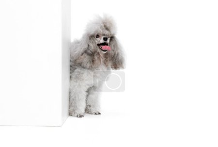 Photo for Portrait of charming, grey, purebred poodle posing, peeking out corner isolated over white studio background. Concept of domestic animals, care, companion, vet, motion, action, pets love. - Royalty Free Image