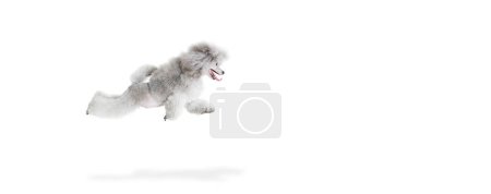 Photo for Portrait of cute purebred poodle posing, cheerfully running, jumping isolated over white studio background. Concept of domestic animals, care, companion, vet, motion, action, pets love. Flyer - Royalty Free Image
