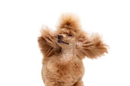 Photo for Portrait of cute purebred poodle posing, shaking head isolated over white studio background. Concept of domestic animals, care, companion, vet, motion, action, pets love. - Royalty Free Image