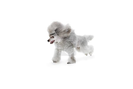 Photo for Portrait of cute, grey, purebred poodle posing, running isolated over white studio background. Concept of domestic animals, care, companion, vet, motion, action, pets love. - Royalty Free Image