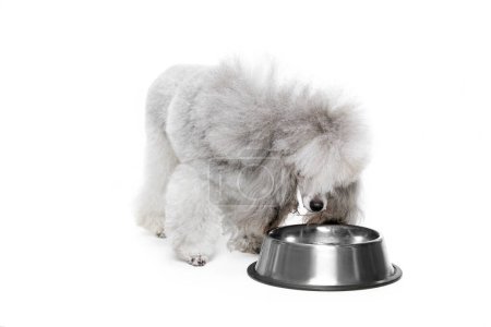 Photo for Portrait of grey, furry, purebred poodle posing, eating from bowl isolated over white studio background. Concept of domestic animals, care, companion, vet, motion, action, pets love. - Royalty Free Image