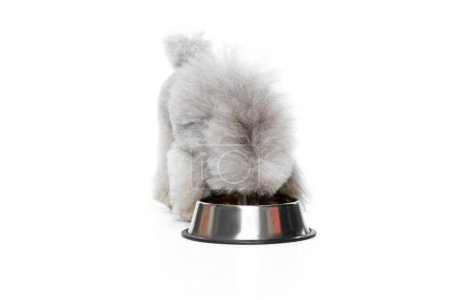 Photo for Portrait of grey, furry, purebred poodle posing, eating from bowl isolated over white studio background. Feeding. Concept of domestic animals, care, companion, vet, motion, action, pets love. - Royalty Free Image