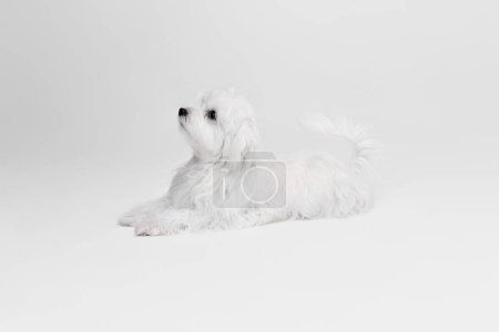 Foto de Imagen de estudio de un lindo perro maltés blanco posando, tumbado tranquilamente y caminando hacia arriba aislado sobre un fondo gris claro. Concepto de movimiento, acción, amor de mascotas, vida animal, animal doméstico. Copyspace para anuncio. - Imagen libre de derechos
