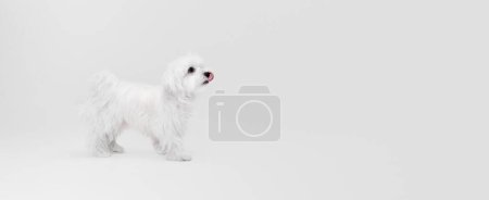 Foto de Imagen de estudio de un lindo perro maltés blanco posando, tranquilamente caminando aislado sobre un fondo claro. Imagen del volante. Concepto de movimiento, acción, amor de mascotas, vida animal, animal doméstico. Copyspace para anuncio. - Imagen libre de derechos