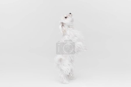 Téléchargez les photos : Image studio de mignon chien maltais blanc posant, debout sur les pattes arrière isolées sur fond clair. Concept de mouvement, d'action, d'amour des animaux, de vie animale, d'animal domestique. Espace de copie pour la publicité. - en image libre de droit