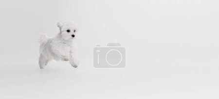 Photo for Studio image of cute white Maltese dog posing, cheerfully running isolated over light background. Flyer. Concept of motion, action, pets love, animal life, domestic animal. Copyspace for ad. - Royalty Free Image