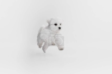 Téléchargez les photos : Image studio de chien maltais blanc mignon posant, courant et sautant isolé sur fond clair. Concept de mouvement, d'action, d'amour des animaux, de vie animale, d'animal domestique. Espace de copie pour la publicité. - en image libre de droit