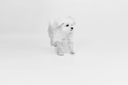 Photo for Studio image of cute, fluffy white Maltese dog posing, running isolated over light background. Concept of motion, action, pets love, animal life, domestic animal. Copyspace for ad. - Royalty Free Image