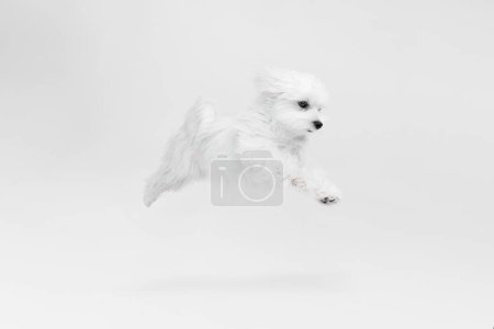 Photo for Studio image of cute, fluffy, white Maltese dog posing, running isolated over light background. Active. Concept of motion, action, pets love, animal life, domestic animal. Copyspace for ad. - Royalty Free Image
