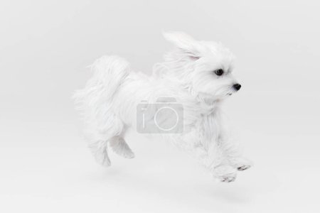Téléchargez les photos : Image studio de mignon chien maltais blanc posant isolé sur fond clair. En cavale. Concept de mouvement, d'action, d'amour des animaux, de vie animale, d'animal domestique. Espace de copie pour la publicité. - en image libre de droit