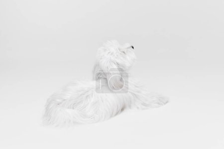 Téléchargez les photos : Studio, vue de dos image de chien maltais blanc mignon posant, couché tranquillement isolé sur fond clair. Concept de mouvement, d'action, d'amour des animaux, de vie animale, d'animal domestique. Espace de copie pour la publicité. - en image libre de droit