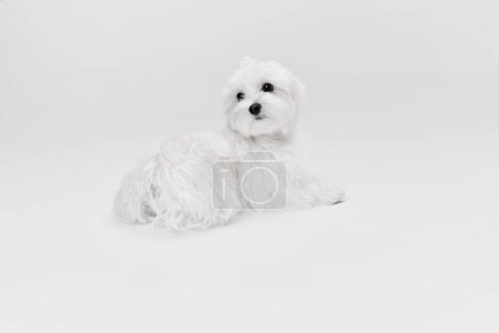Photo for Studio image of cute white Maltese dog posing isolated over light background. Lying and looking with interest. Concept of motion, action, pets love, animal life, domestic animal. Copyspace for ad. - Royalty Free Image