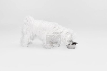 Téléchargez les photos : Image studio de chien maltais blanc mignon posant, mangeant de la nourriture provenant d'un bol isolé sur un fond clair. Concept de mouvement, d'action, d'amour des animaux, de vie animale, d'animal domestique. Espace de copie pour la publicité. - en image libre de droit