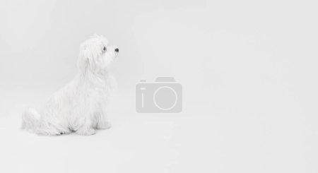 Téléchargez les photos : Image studio de mignon chien maltais blanc posant, soigneusement assis isolé sur fond clair. Concept de mouvement, d'action, d'amour des animaux, de vie animale, d'animal domestique. Espace de copie pour la publicité. - en image libre de droit