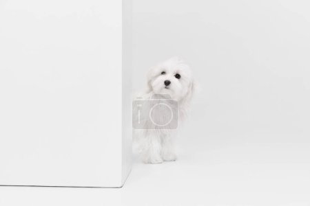Téléchargez les photos : Image studio de mignon chien maltais blanc posant, regardant le coin isolé sur fond clair. Concept de mouvement, d'action, d'amour des animaux, de vie animale, d'animal domestique. Espace de copie pour la publicité. - en image libre de droit