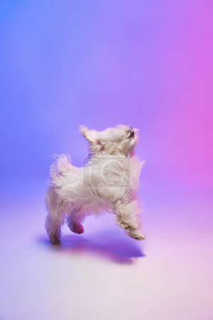 Téléchargez les photos : Image studio de mignon chien maltais blanc sautant isolé sur fond violet bleu dégradé dans la lumière au néon. Concept de mouvement, d'action, d'amour des animaux, de vie animale, d'animal domestique. Espace de copie pour la publicité. - en image libre de droit