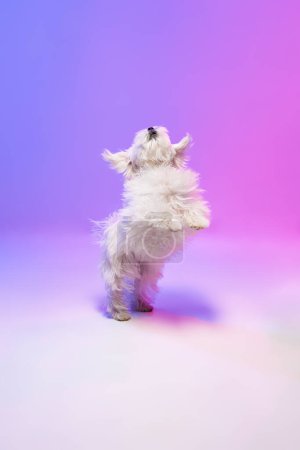 Téléchargez les photos : Image studio de mignon chien maltais blanc sautant sur les pattes arrière isolé sur fond violet bleu dégradé dans la lumière du néon. Concept de mouvement, action, animaux de compagnie amour, vie animale, animal domestique. - en image libre de droit