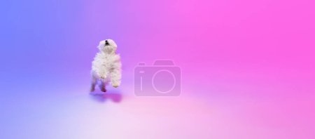 Téléchargez les photos : Photo studio d'un chien maltais blanc sautant sur les pattes postérieures isolé sur un fond violet bleu dégradé sous la lumière du néon. Flyer. Concept de mouvement, action, animaux de compagnie amour, vie animale, animal domestique. - en image libre de droit