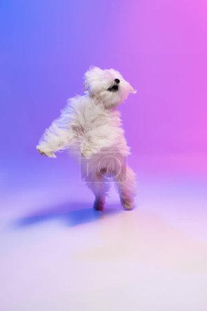 Foto de Imagen de estudio de perro maltés lindo, esponjoso y blanco posando aislado sobre un fondo azul púrpura degradado en luz de neón. Concepto de movimiento, acción, amor de mascotas, vida animal, animal doméstico. Copyspace para anuncio. - Imagen libre de derechos