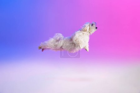 Foto de Imagen de estudio de perro maltés blanco esponjoso corriendo aislado sobre fondo azul púrpura degradado en luz de neón. Concepto de movimiento, acción, amor de mascotas, vida animal, animal doméstico. Copyspace para anuncio. - Imagen libre de derechos