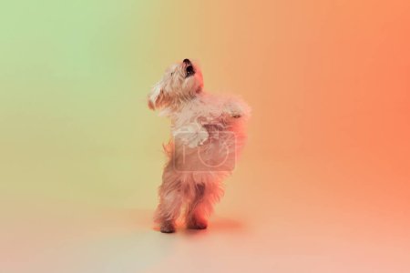 Foto de Foto de estudio de lindo perro maltés blanco posando sobre patas traseras aisladas sobre fondo naranja degradado en luz de neón. Concepto de movimiento, acción, amor de mascotas, vida animal, animal doméstico. Copyspace para anuncio. - Imagen libre de derechos