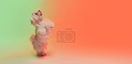 Téléchargez les photos : Photo studio de mignon chien maltais blanc posant sur les pattes postérieures isolées sur fond orange dégradé au néon. Concept de mouvement, d'action, d'amour des animaux, de vie animale, d'animal domestique. Espace de copie pour la publicité. - en image libre de droit