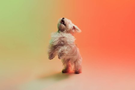 Téléchargez les photos : Photo studio de mignon chien maltais blanc posant sur les pattes postérieures isolées sur fond orange dégradé au néon. Concept de mouvement, d'action, d'amour des animaux, de vie animale, d'animal domestique. Espace de copie pour la publicité. - en image libre de droit