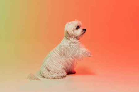 Foto de Foto de estudio de lindo perro maltés blanco posando aislado sobre fondo naranja degradado en luz de neón. Comando. Concepto de movimiento, acción, amor de mascotas, vida animal, animal doméstico. Copyspace para anuncio. - Imagen libre de derechos