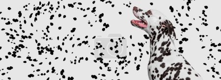 Photo for Portrait of beautiful purebred dog, Dalmatian over white background with black spots. Flyer. Black and white texture. Concept of domestic animal, beauty, motion, vet, creativity, art. - Royalty Free Image