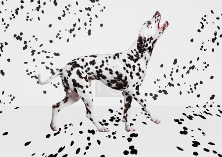 Foto de Retrato de hermoso perro de raza pura, dálmata posando sobre fondo blanco con manchas negras. Estética en blanco y negro. Concepto de animal doméstico, belleza, movimiento, veterinario, creatividad, arte. - Imagen libre de derechos