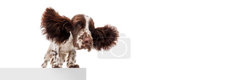 Foto de In motion. Flying ears. Studio image of beautiful dog, english springer spaniel posing over white studio background. Banner, flyer. Concept of motion, action, pets love, animal life, domestic animal. - Imagen libre de derechos