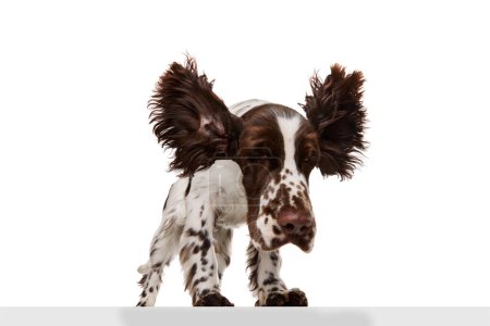 Photo for Studio image of beautiful dog, english springer spaniel posing in motion over white studio background. Smart and calm. Concept of motion, action, pets love, animal life, domestic animal. - Royalty Free Image