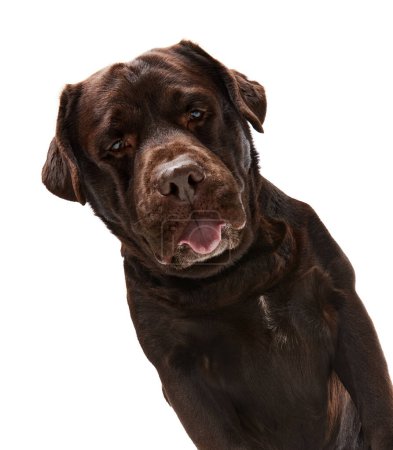 Photo for Close-up muzzle. Studio photo of beautiful brown Labrador dog posing, looking at camera over white studio background. Concept of motion, action, pets love, animal life, domestic animal. - Royalty Free Image