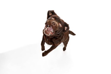 Foto de Studio photo of active brown Labrador dog posing, catching food in motion over white studio background. Concept of motion, action, pets love, animal life, domestic animal. - Imagen libre de derechos
