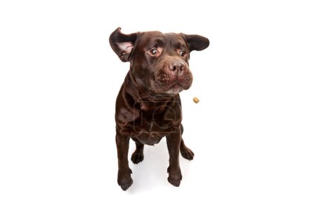 Foto de Studio photo of cute brown Labrador dog posing, catching food in a run over white studio background. Active pet. Concept of motion, action, pets love, animal life, domestic animal. - Imagen libre de derechos
