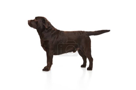 Photo for Side view. Studio photo of beautiful brown Labrador dog posing, calmly standing over white studio background. Concept of motion, action, pets love, animal life, domestic animal. - Royalty Free Image