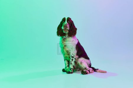 Téléchargez les photos : Studio image of english springer spaniel dog calmly sitting, posing over gradient green purple studio background in neon. Concept of motion, action, pets love, animal life, domestic animal. - en image libre de droit