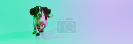 Photo for Studio image of dog, english springer spaniel posing, running over gradient green purple background in neon. Banner, flyer. Concept of motion, action, pets love, animal life, domestic animal. - Royalty Free Image