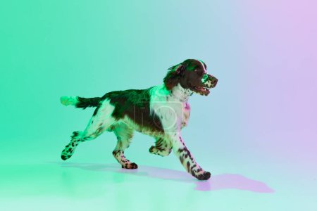Téléchargez les photos : Studio image of active dog, english springer spaniel posing over gradient green purple studio background in neon. Concept of motion, action, pets love, animal life, domestic animal. - en image libre de droit