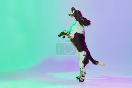 Téléchargez les photos : Studio image of smart dog, english springer spaniel posing on hind legs over gradient green purple studio background in neon. Concept of motion, action, pets love, animal life, domestic animal. - en image libre de droit