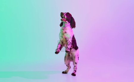 Téléchargez les photos : Studio image of smart english springer spaniel dog posing on hind legs over gradient green purple studio background in neon. Concept of motion, action, pets love, animal life, domestic animal. - en image libre de droit