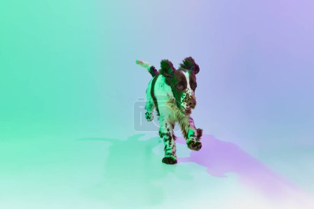 Photo for Studio image of dog, english springer spaniel posing, running over gradient green purple studio background in neon. Concept of motion, action, pets love, animal life, domestic animal. - Royalty Free Image