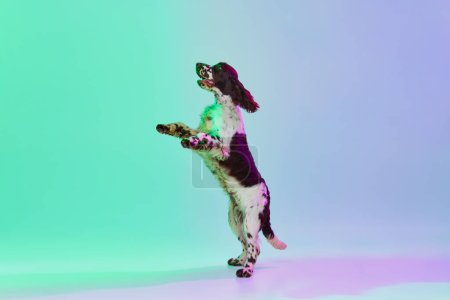 Foto de Following command. Studio image of dog, english springer spaniel standing on hind legs on gradient green purple background in neon. Concept of motion, action, pets love, animal life, domestic animal. - Imagen libre de derechos