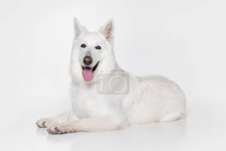 Téléchargez les photos : Portrait d'un beau chien berger suisse blanc et calme couché sur le sol avec la langue qui sort isolée sur fond de studio gris. Concept de mouvement, action, animaux de compagnie amour, vie animale, animal domestique - en image libre de droit