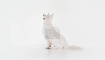 Photo for Side view. Studio shot of White Swiss Shepherd Dog posing, calmly sitting and attentively looking isolated over grey background. Concept of motion, action, pets love, animal life, domestic animal. - Royalty Free Image