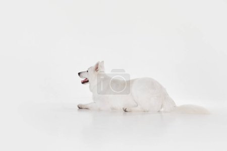 Foto de Waiting. Studio shot of White Swiss Shepherd Dog posing, calmly lying on floor isolated over grey background. Concept of motion, action, pets love, animal life, domestic animal. - Imagen libre de derechos